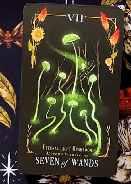 Midnight Magic: A Tarot Deck of Mushrooms